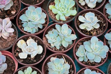 Renkli etli çiçek deseni