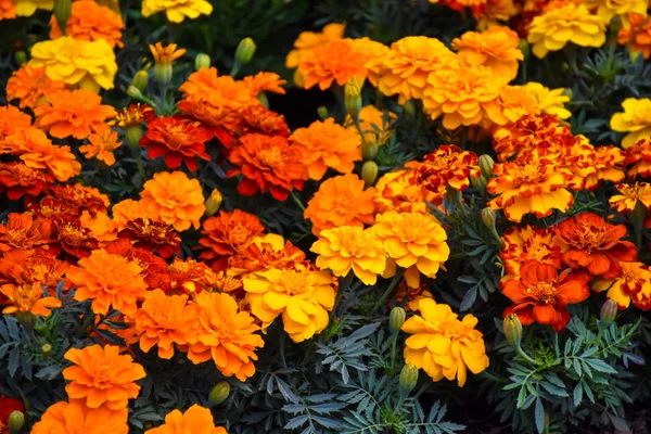 Φόντο Πορτοκαλί Και Κίτρινα Λουλούδια — Φωτογραφία Αρχείου