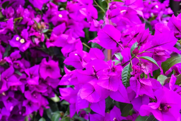 Bougainvillea çiçek arka kapatmak