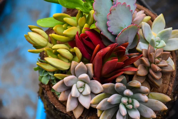 Renkli Succulents doğal arka plan