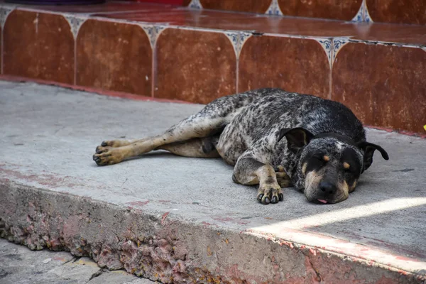 Street Dog Laying down