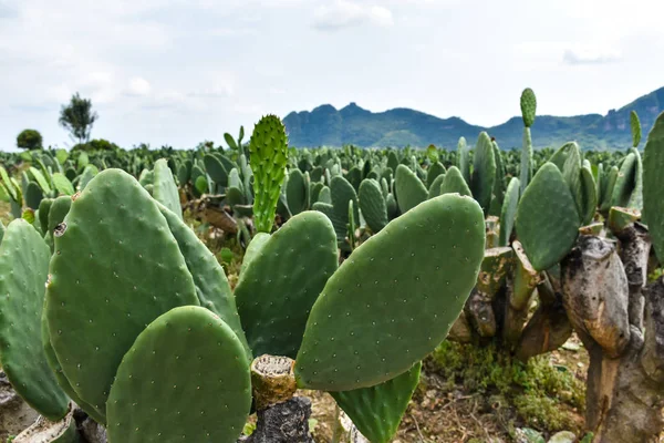 Plantaciones Cactus Nopales Fuera Ciudad México Imagen de stock