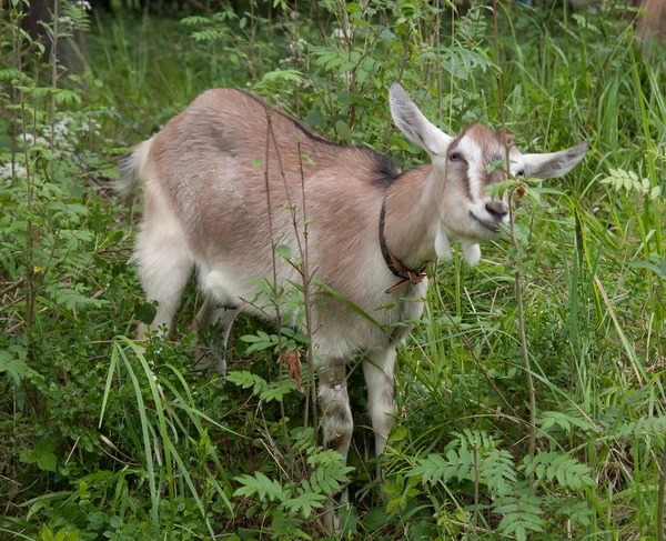 夏の森の中の葉を食べるヤギ — ストック写真