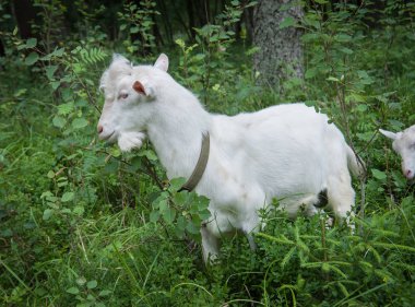  keçi yaz aylarında ormandaki yaprakları yiyor