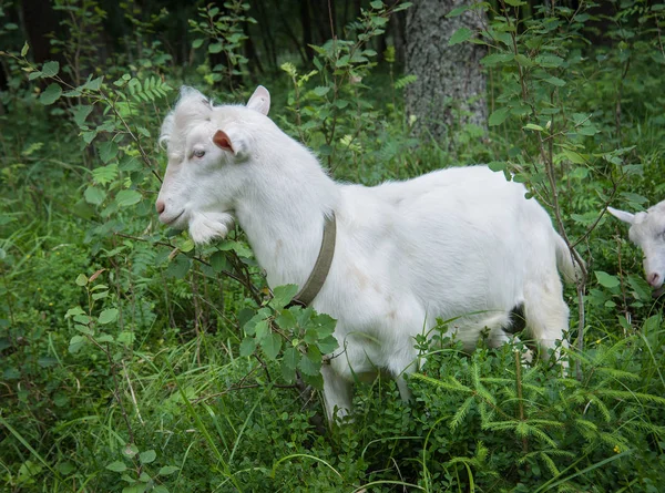  keçi yaz aylarında ormandaki yaprakları yiyor