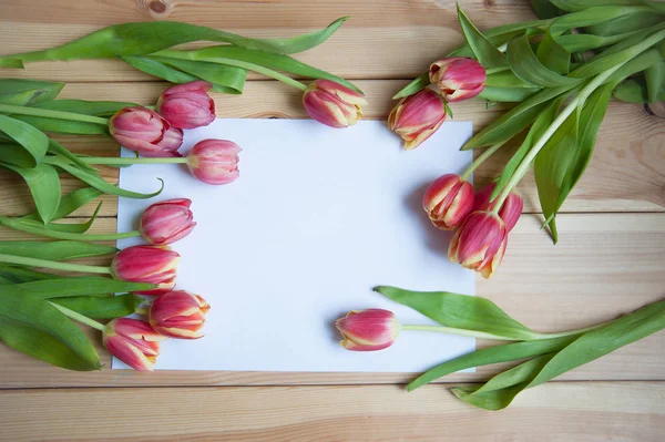 De nombreuses tulipes sur la table ci-dessus — Photo