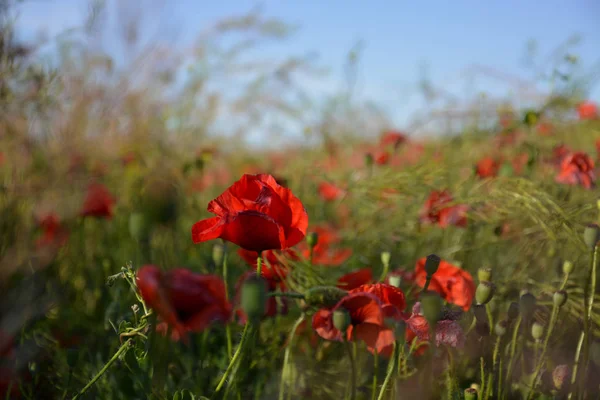 Bir kalp gibi çiçekler
