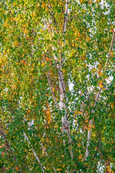 Los Abedules Hermosos Rusos Follaje Verde Amarillo Contra Cielo Comienzo — Foto de Stock