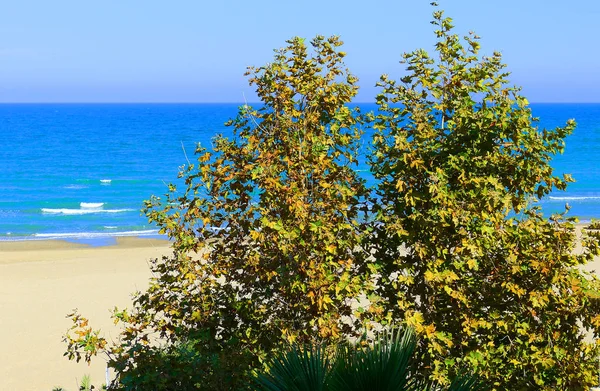İtalya (Pescara, Eylül-Ekim Adriyatik kıyılarının sonbahar, mavi deniz ve plaj, beyaz kum plaj, yeşil ve sarı ağaçlar, mavi Berrak gökyüzü güzel Soldurma görüntülemek)