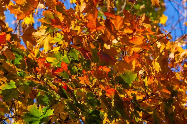 Hermoso Arce Otoño Con Grandes Hojas Rojas Naranjas Amarillas Verdes — Foto de Stock