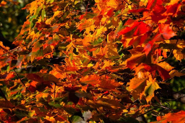 Bela Maple Outono Com Vermelho Laranja Amarelo Verde Deixa Fragmento — Fotografia de Stock