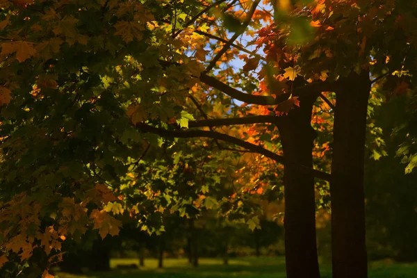 Park ve mavi gökyüzü sonbahar maples: sarı, turuncu, kırmızı ve yeşil ile güzel ağaçlar yaprak manzara fotoğraf insanlar olmadan