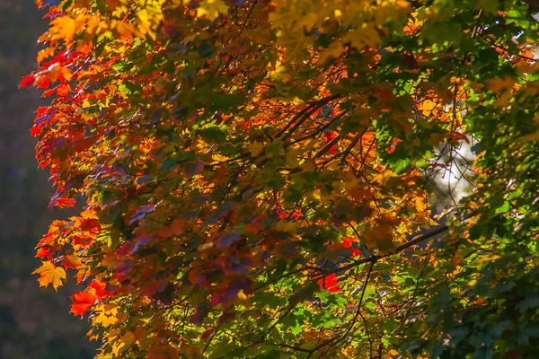 Bela Maple Outono Com Vermelho Laranja Amarelo Verde Deixa Fragmento — Fotografia de Stock