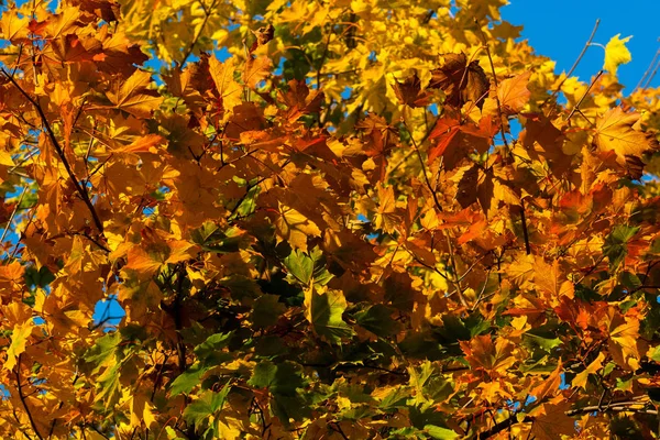 Hermoso Arce Otoño Con Grandes Hojas Amarillas Naranjas Verdes Detalles — Foto de Stock