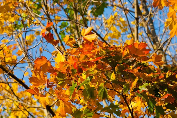 Hermoso Arce Otoño Con Grandes Hojas Amarillas Naranjas Verdes Detalles — Foto de Stock