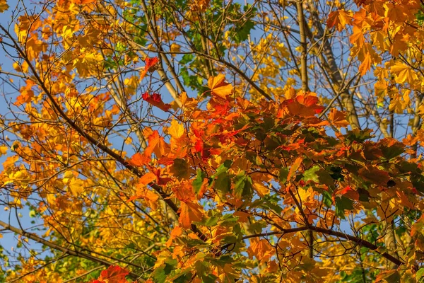 Hermoso Arce Otoño Con Grandes Hojas Amarillas Naranjas Verdes Detalles — Foto de Stock