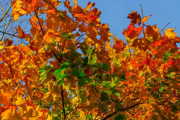 Hermoso Arce Otoño Con Grandes Hojas Amarillas Naranjas Rojas Verdes — Foto de Stock