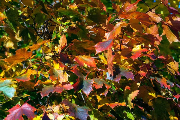 Hermoso Arce Otoño Con Grandes Hojas Amarillas Naranjas Verdes Detalles — Foto de Stock