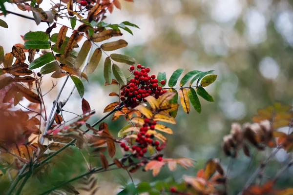 Bayas Rojas Maduras Hojas Serbal Hermosa Vista Magnificada Otoño Una — Foto de Stock