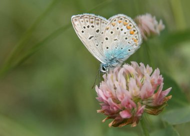  harika bir yaz gününde bir çiçek güzel kelebek  