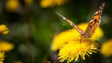  harika bir yaz gününde bir çiçek güzel kelebek  