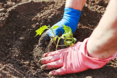 domates fieldnatireplant içinde büyüyor