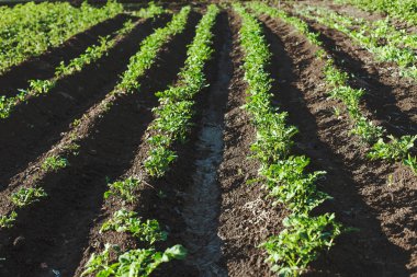 domates alanında büyüyor