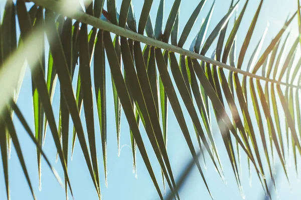Branch Coconut Palm Tree Sunlight — Stock Photo, Image