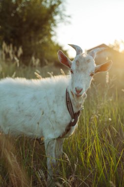 Bir keçi bir bahçede