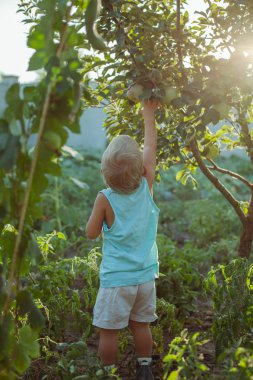 Tarım: çocuk olgun elma bahçesinde düşüş sırasında toplama.