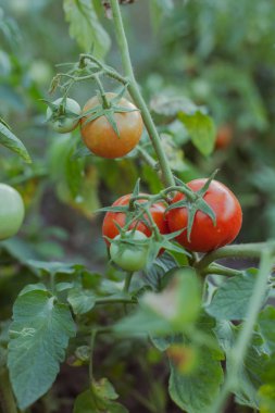 Bahçede domates yetiştiriyor.