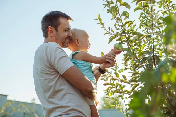 Sonriente Padre Pequeño Hijo Rubio Cosechan Manzanas — Foto de Stock