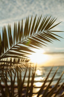 Palmiye ağacı Sunrise