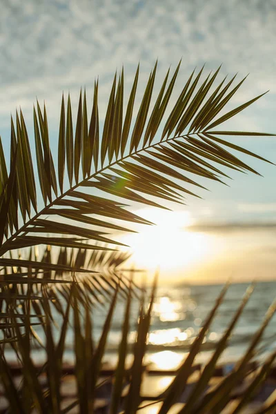 Palm Tree Sunrise — Stock Photo, Image