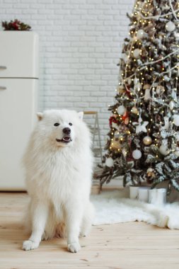 Samoyed köpek Noel ağacı yakınındaki
