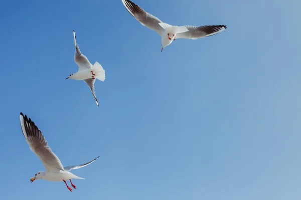 Gökyüzünde Uçan Martılar — Stok fotoğraf