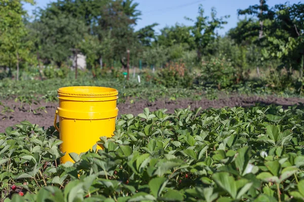 Arbustos Fresa Jardín — Foto de Stock