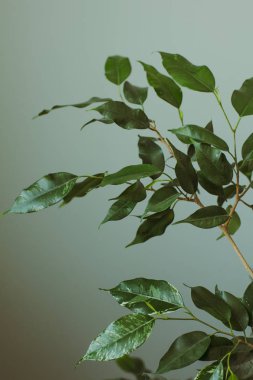 Ficus yaprak gri duvar tarafından