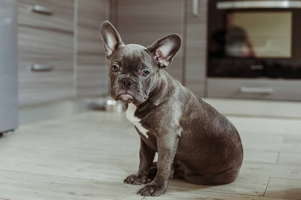 Porträt Einer Französischen Bulldogge — Stockfoto