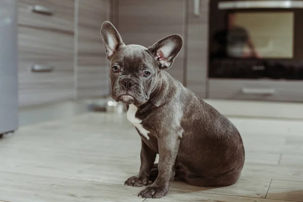 Fransız bulldog yavrusu portresi