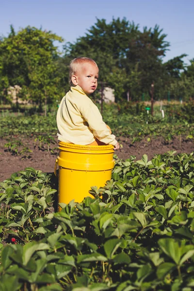 Joven Niño Rubio Recogiendo Fresas Ona Strawberry Field — Foto de Stock
