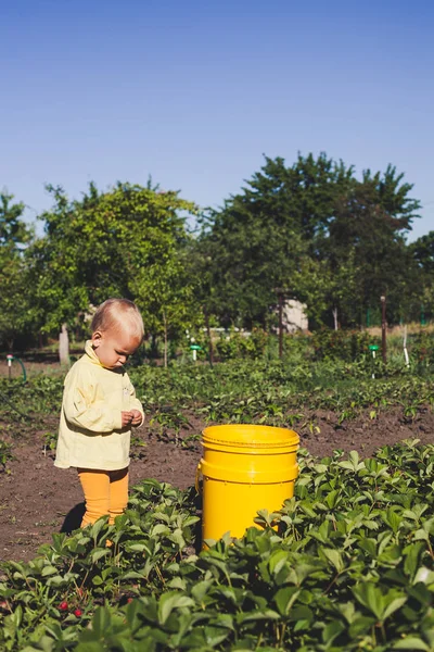 Joven Niño Rubio Recogiendo Fresas Ona Strawberry Field — Foto de Stock