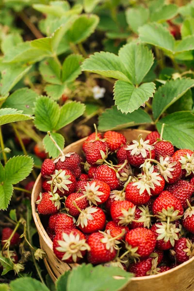 Gran Caja Fresas Orgánicas Frescas Recogidas Imagen De Stock