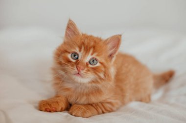 Şirin kırmızı kedi yavrusu beyaz kürk battaniyesinde uyuyor. 