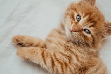 Sevimli kırmızı kedi yavrusu beyaz battaniyenin üzerinde uyuyor.