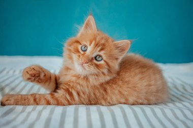 Yavru kedi. Kızıl Kedi Evde Oynuyor