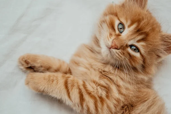 可愛いです小さな赤い子猫は上の白い毛布 — ストック写真