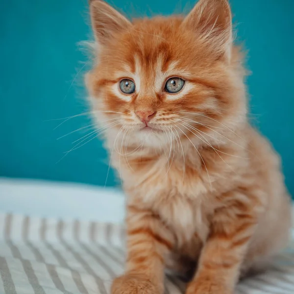 Babykatt Ingefära Kattunge Leker Hemma — Stockfoto