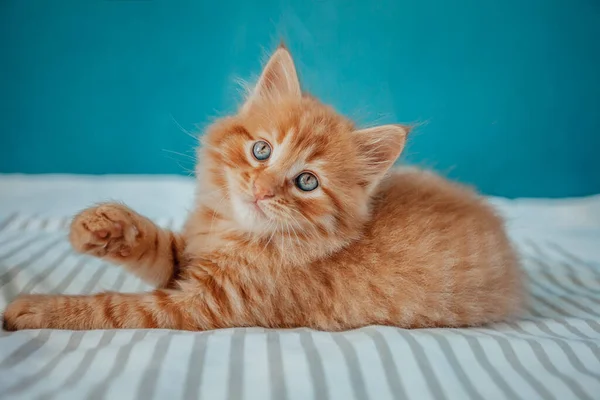 Babykatt Ingefära Kattunge Leker Hemma — Stockfoto