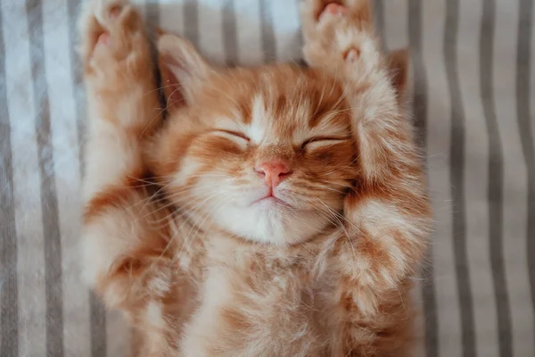 Bonito Pouco Vermelho Gatinho Dorme Branco Cobertor — Fotografia de Stock